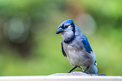 Photos Geai-bleu